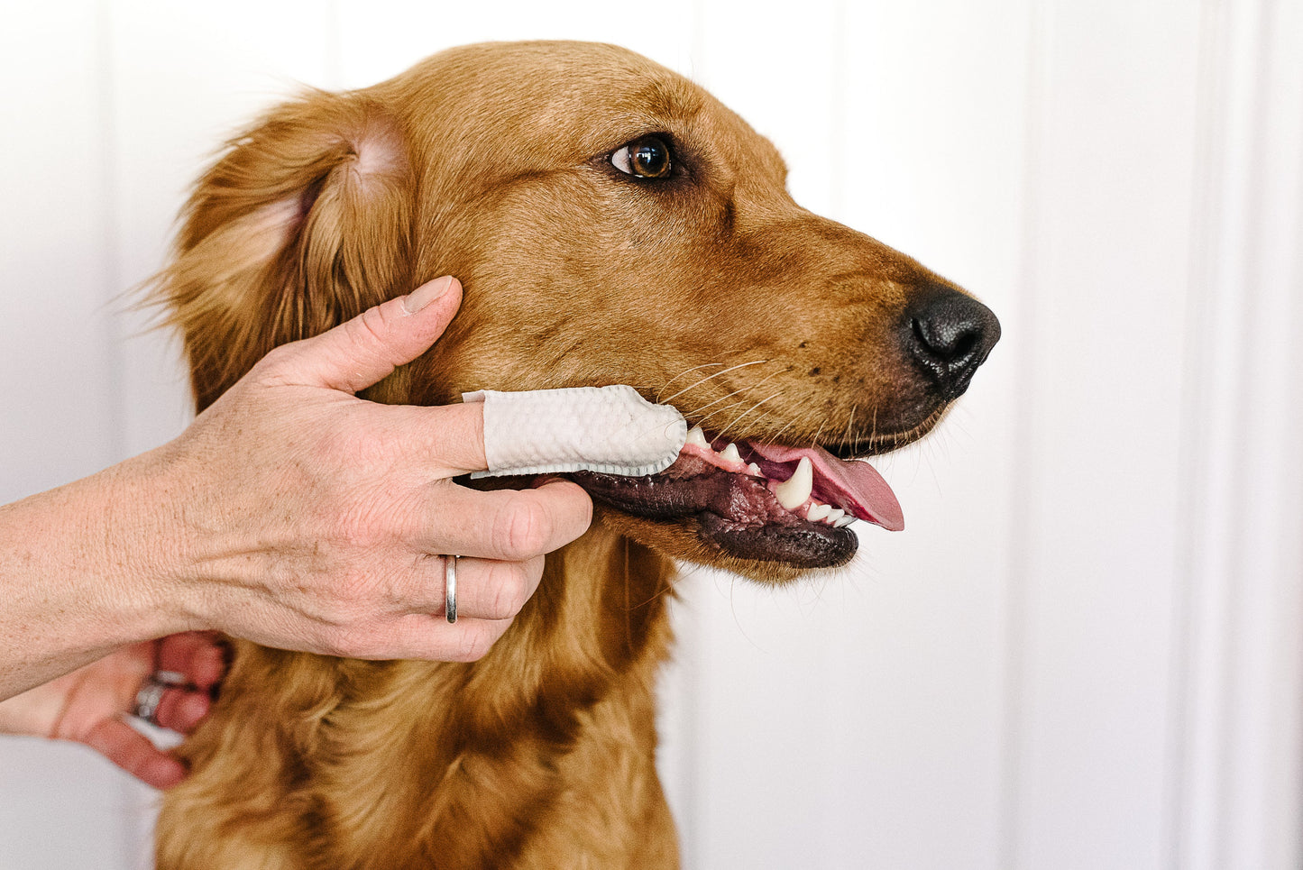 Dental Finger Wipes for Dogs & Cats